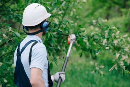 Pruning Thumbnail