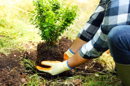 Tree & Shrub Installation Thumbnail